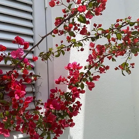 Gli Ulivi Rosamarina Ostuni * Rosa Marina